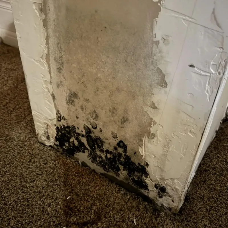 Professional Mold Removal in Home Garden, CA